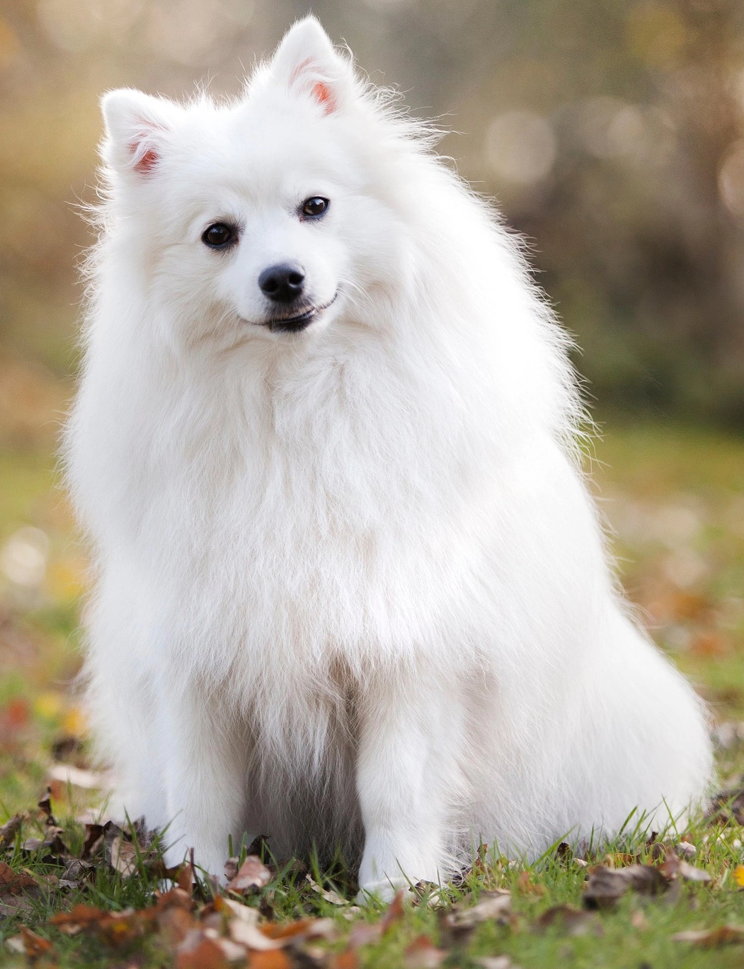 Hund mit wunderschönem Fell