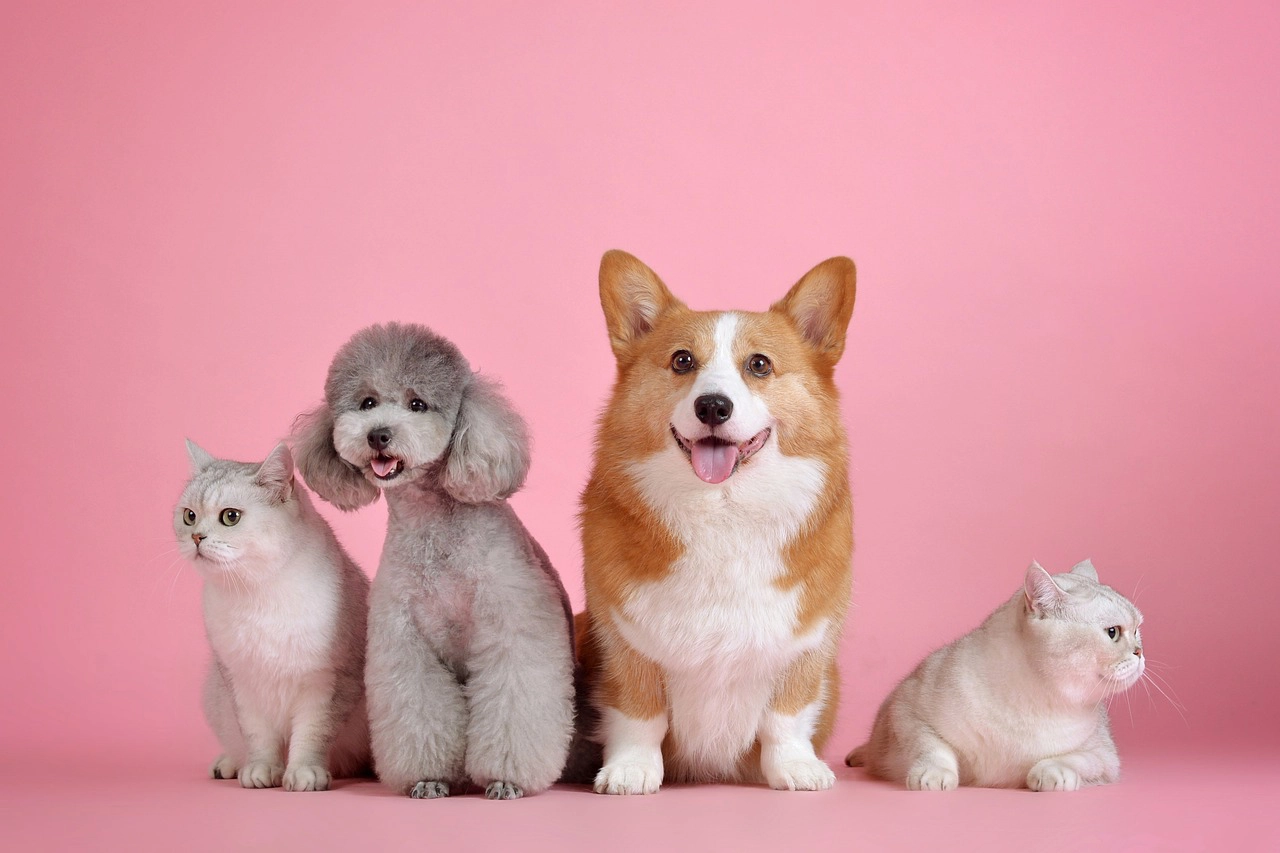 Hunde und Katzen in der Kleintierpraxis